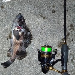 クロソイを追いかけて