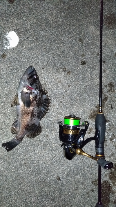 クロソイを追いかけて