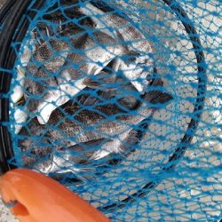 12/7釣果チヌ30枚キスデカアジ