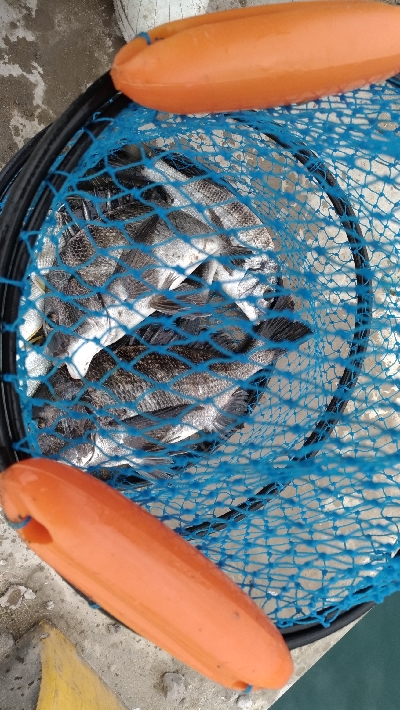 12/7釣果チヌ30枚キスデカアジ