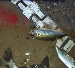 12/15釣果チヌ10枚とタチウオF4