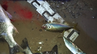 12/15釣果チヌ10枚とタチウオF4