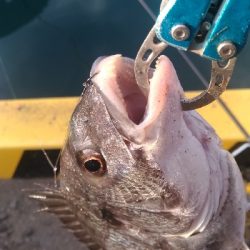 大晦日の釣果チヌ20枚タチウオガシラメバル豆アジ