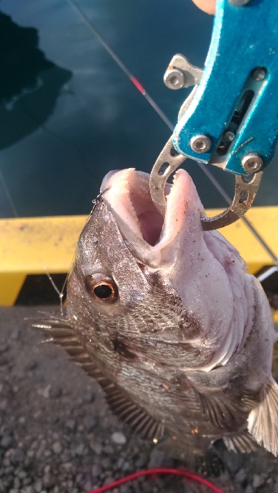 大晦日の釣果チヌ20枚タチウオガシラメバル豆アジ