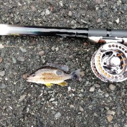 今年最後のクロダイ？