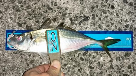 アジング 数は伸びました!