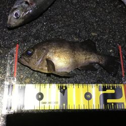 プラグで尺アジ 降臨 だがメバルが良かったな…