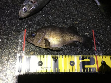 プラグで尺アジ 降臨 だがメバルが良かったな…