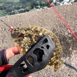 ヒラメ(ソゲ)覚醒