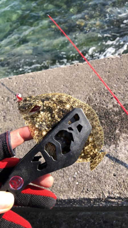 ヒラメ(ソゲ)覚醒