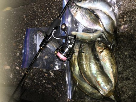 釣り納めアジング？