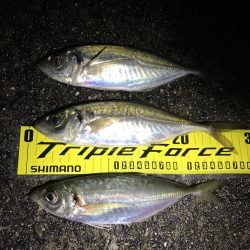 尺を求めて淡路遠征