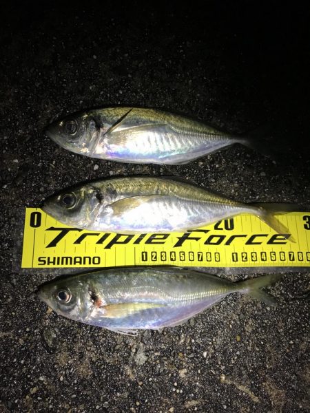 尺を求めて淡路遠征