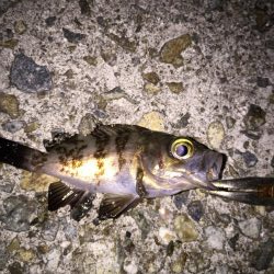 メバリングスタート