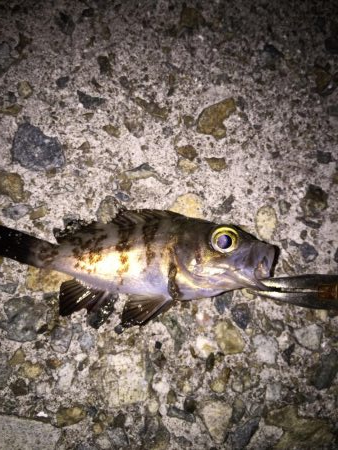 メバリングスタート