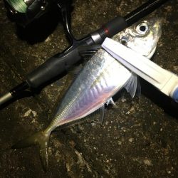 長潮鯵フェスタ開催!