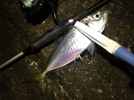 長潮鯵フェスタ開催!