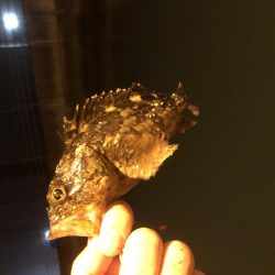 チイチイイカ狙いのはずが