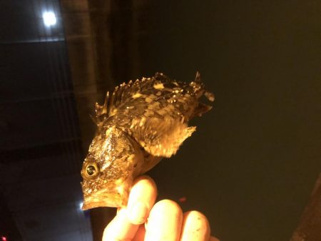 チイチイイカ狙いのはずが