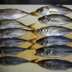 今日はNO1タックルでアジングリベンジ