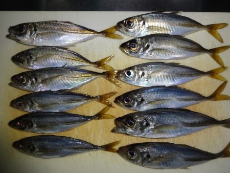 今日はNO1タックルでアジングリベンジ