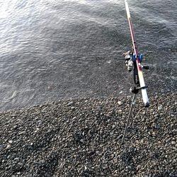 アタリはありますが、小型でした!!