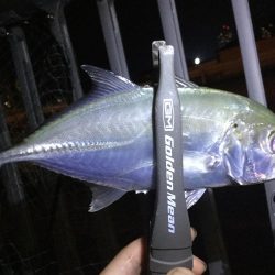 タケノコメバル!!