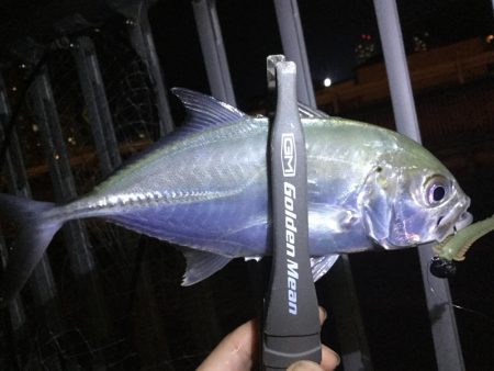 タケノコメバル!!