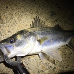 いつまで続く?イワシ荒喰いシーバスとタチウオ