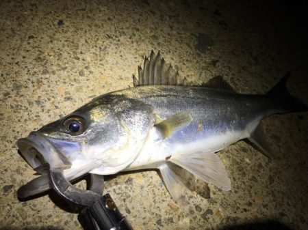 いつまで続く?イワシ荒喰いシーバスとタチウオ