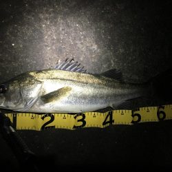 小潮は小場所でマイワシボイル