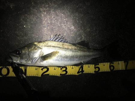 小潮は小場所でマイワシボイル