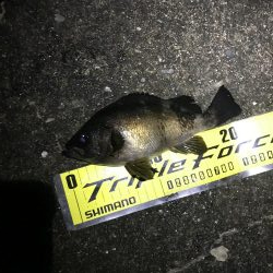 釣り納めメバリング