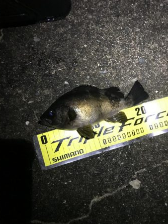 釣り納めメバリング