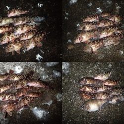 ライトワインドで爆釣♪