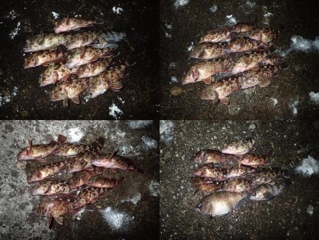 ライトワインドで爆釣♪