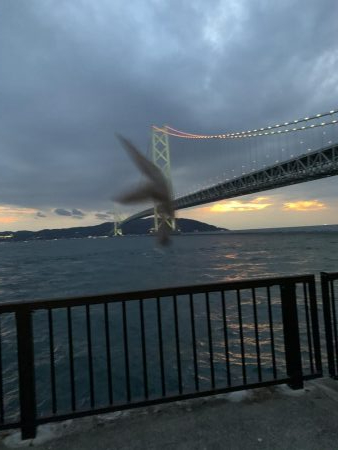 コブダイにご注意を…