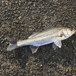 この時期にしては素晴らしい