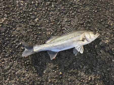 この時期にしては素晴らしい