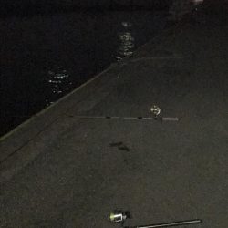 12月2日神戸太刀魚、大サバ