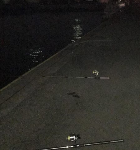 12月2日神戸太刀魚、大サバ