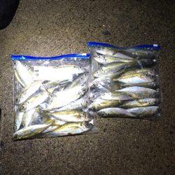 堂ノ浦他でアジ