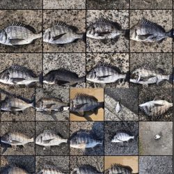 イチノ兄弟、釣果！