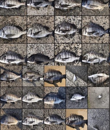 イチノ兄弟、釣果！