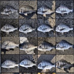 イチノ兄弟、釣果！