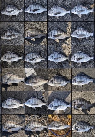 イチノ兄弟、釣果！