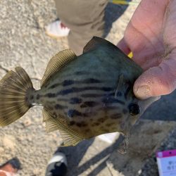 今年ラストの紀州釣り