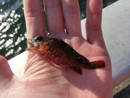 釣り納めファミリーフィッシング