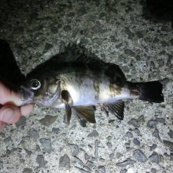 釣り納めでガシラ爆釣