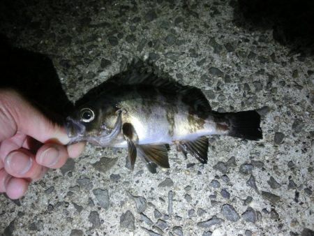 釣り納めでガシラ爆釣